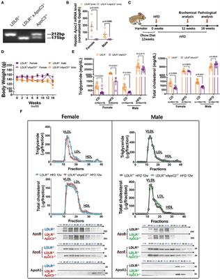 Targeting ApoC3 Paradoxically Aggravates Atherosclerosis in Hamsters With Severe Refractory Hypercholesterolemia